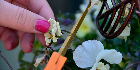 flower-success-top5-big